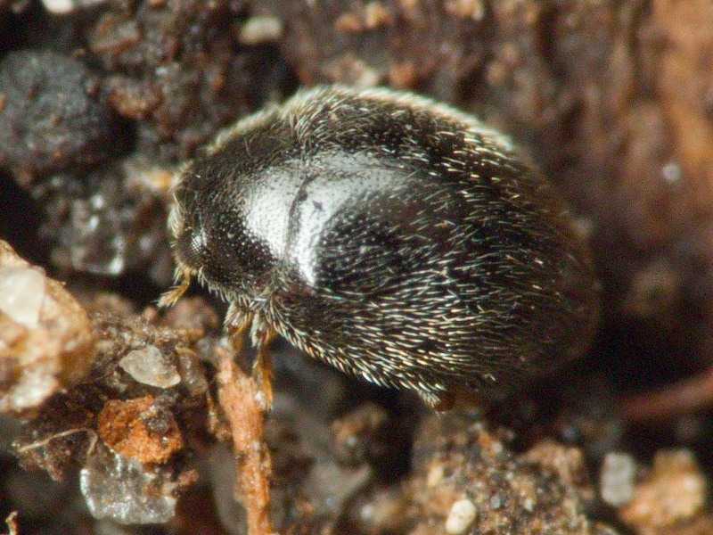 Stethorus punctillum Weise, 1891